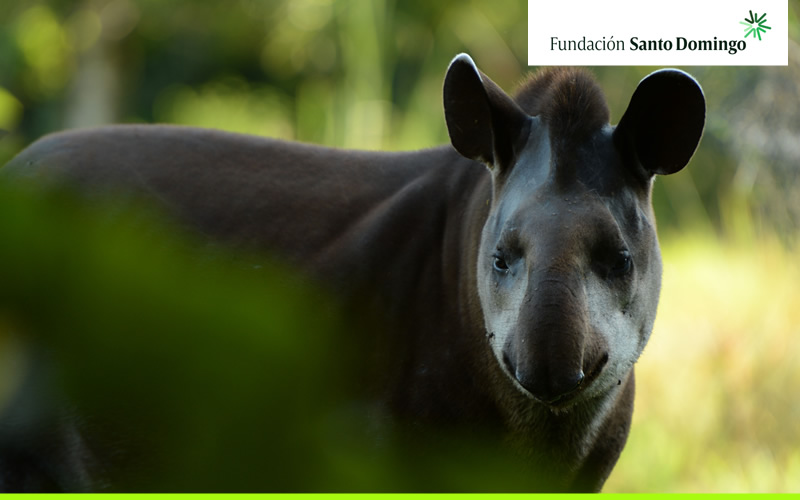 La Fundación Mario Santo Domingo apoya la preservación de 15 especies de flora y fauna