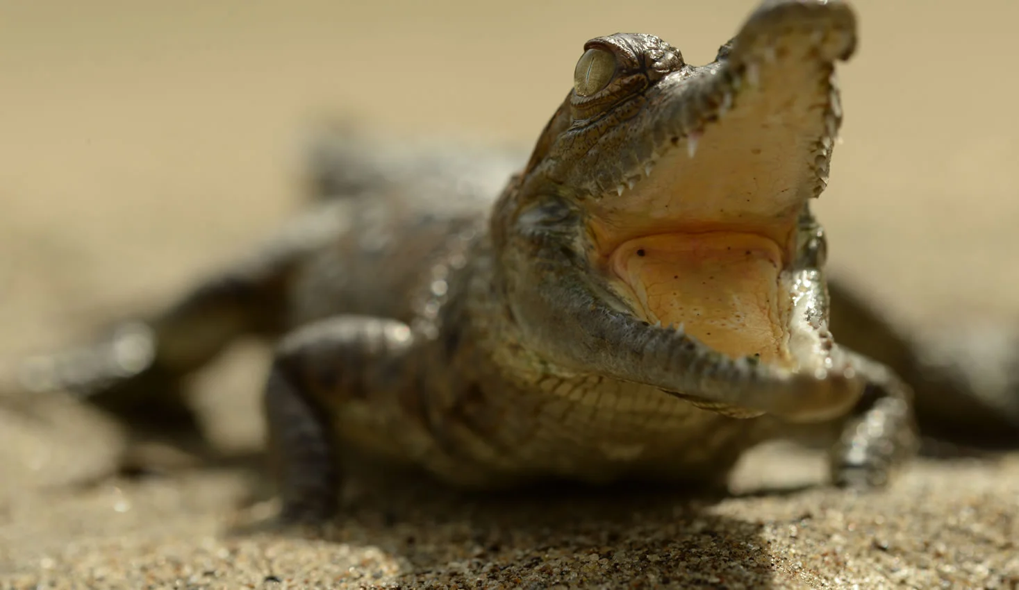 Caimán llanero cocodrilo del Orinoco - Escucha a tu Tierra foto 1