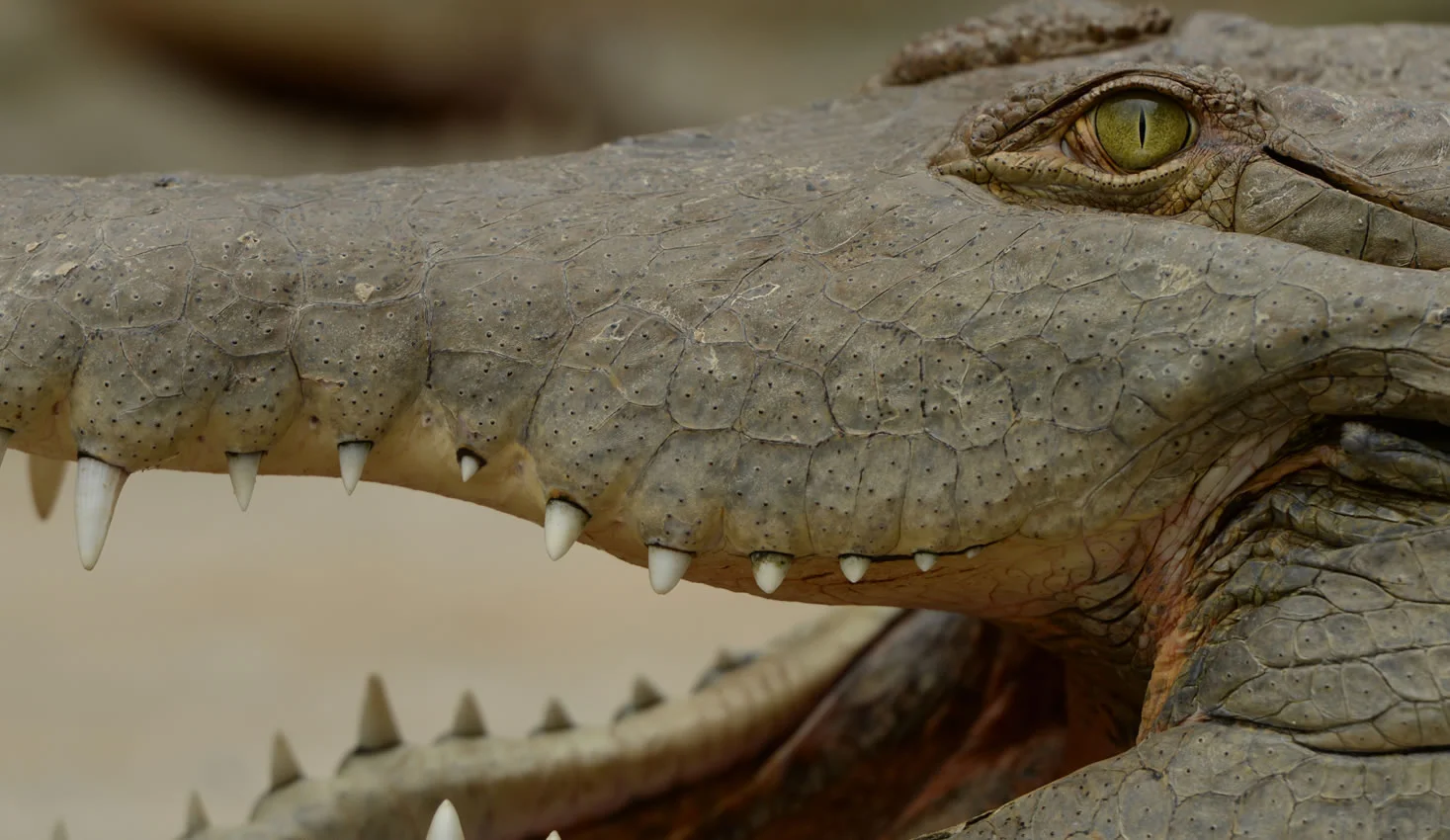 Caimán llanero cocodrilo del Orinoco - Escucha a tu Tierra foto 2
