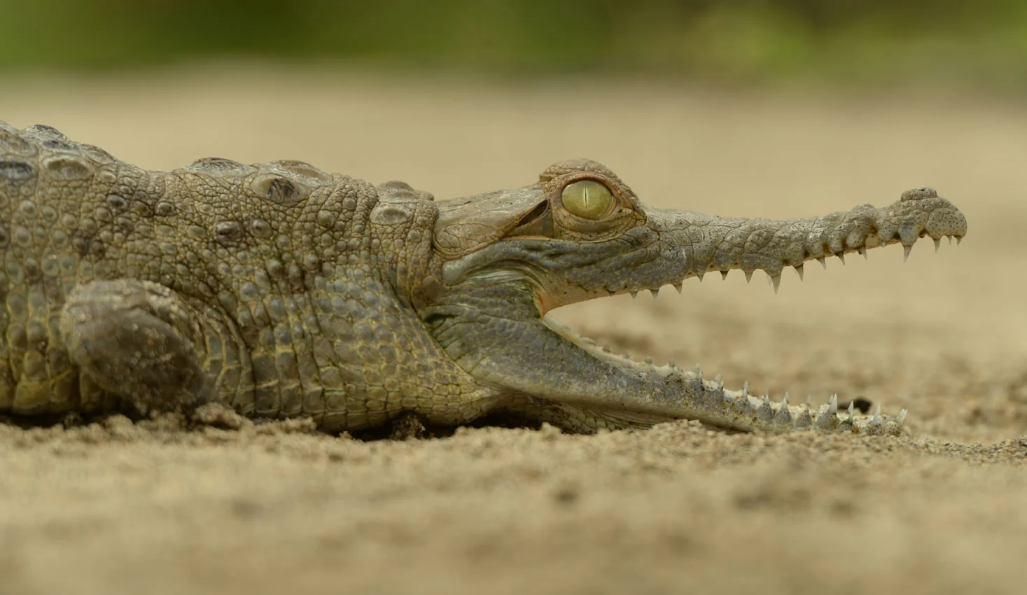 Caimán llanero cocodrilo del Orinoco - Escucha a tu Tierra foto 3